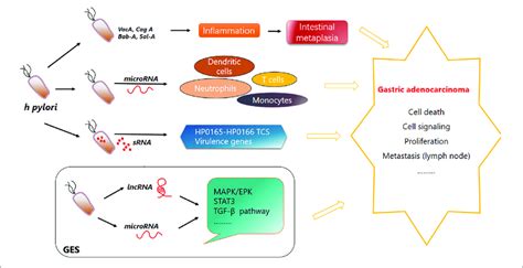 Function Of Helicobacter Pylori In Gastric Carcinogenesis H Pylori