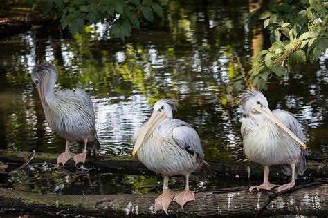 Pelican Bird Animal - Free photo on Pixabay