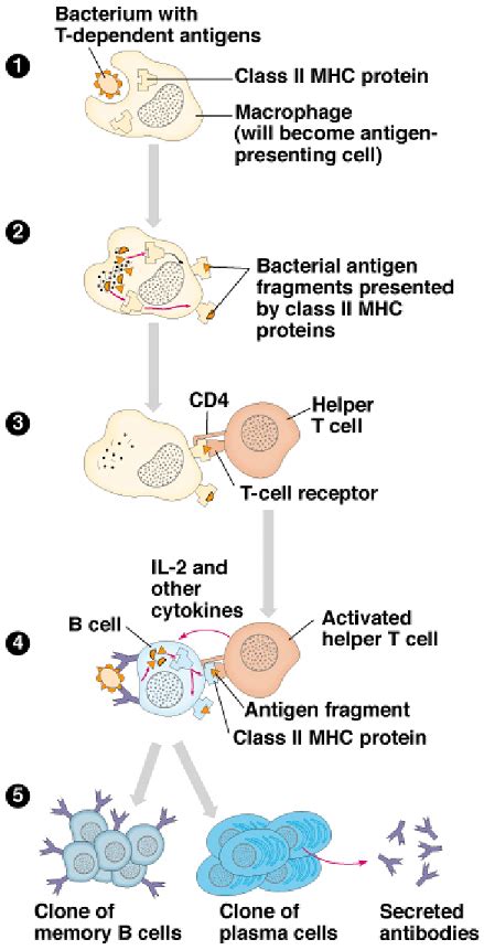 Antibody Mediated Immunity