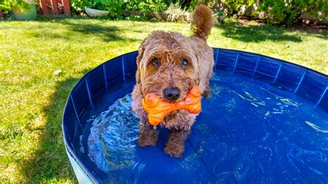 10 Freezable Dog Toys for Cooling Hydration in Summer Scorchers