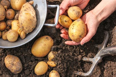 Planter Des Pommes De Terre Faire Son Jardinage Domicile