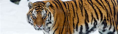 Tiger (Siberian) - Food and Hunting | Young People's Trust For the ...