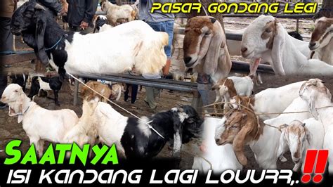 Update Harga Kambing Hari Ini Di Pasar Hewan Gondang Legi Malang