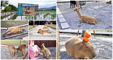 【宜蘭】三星｜張美阿嬤農場，超萌互動農場，小鹿、袋鼠、水豚君，宜蘭療癒景點推薦旅遊walkerland窩客島