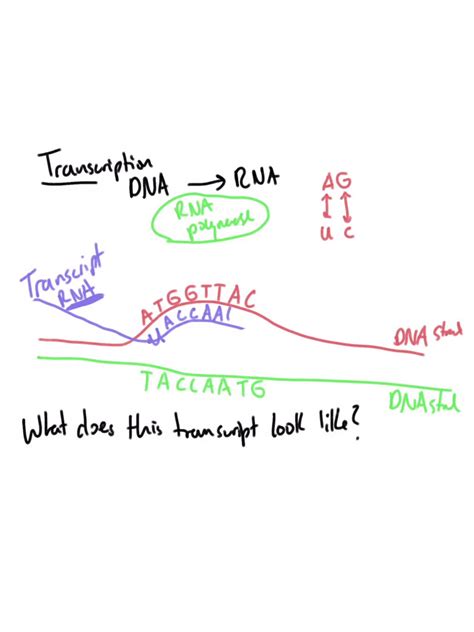 SOLVED Shown Below Is Diagram Of RNA Polymerase Undergoing The Process