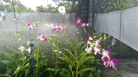 How To Watering My Orchid Plants විහිදුම් ජල පද්ධතියක් භාවිතයෙන්