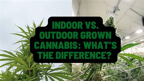 Indoor Vs Outdoor Grown Cannabis Whats The Difference