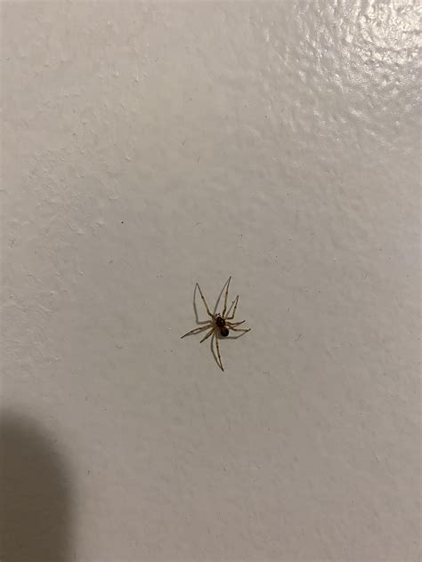 Spider ID : r/spiders