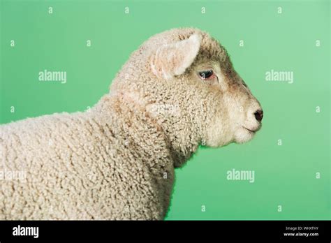 Side View Of A Lamb Standing Against Green Background Stock Photo Alamy