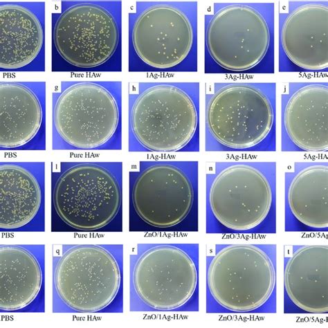 Representative Photos Of E Coli And S Aureus On Pbs Pure Haw And