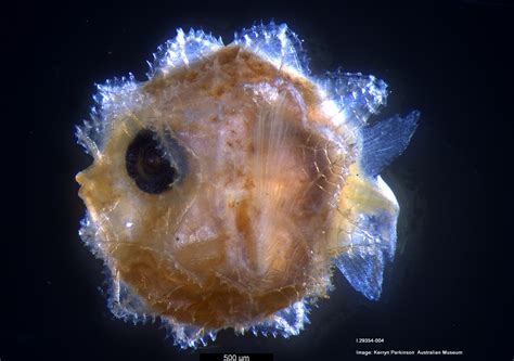 Ocean Sunfish, Mola mola (Linnaeus, 1758) - The Australian Museum