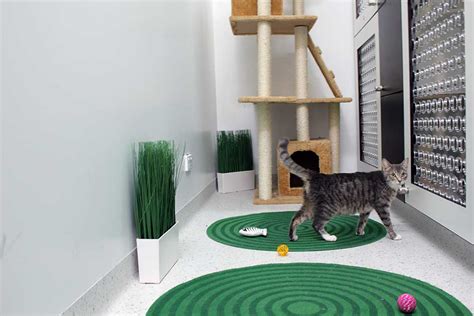 Cat Boarding And Luxury Cattery In Melbourne Northcote Vet