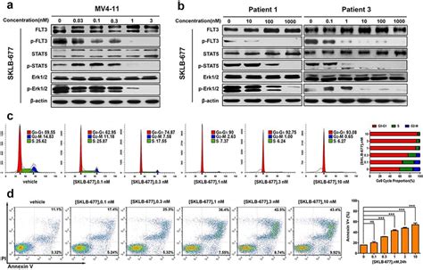 Sklb 677 Inhibited Flt3 Activation And Induced Cell Cycle Arrest And