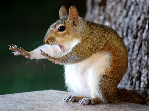 Las Fotografías De Animales Más Graciosas De 2018