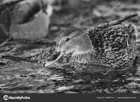 Ducks swimming in winter pond — Stock Photo © xload #142878119