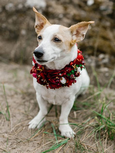 Dog Flower Crown Dog Flower Collar Flower Crown Pet Flower | Etsy