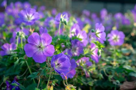 Brunnera Wielkolistna Uwielbia Zacienione Miejsca W Ogrodzie Jak