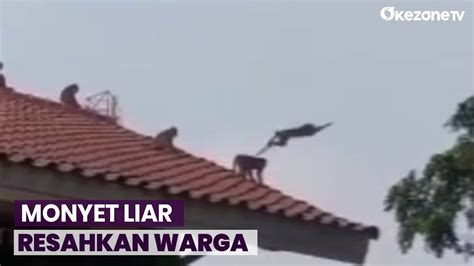 Kemunculan Kawanan Monyet Liar Resahkan Warga Jakarta Timur YouTube