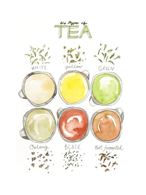 Types Of Tea Watercolor Art Print Tea Art Watercolor Art Prints