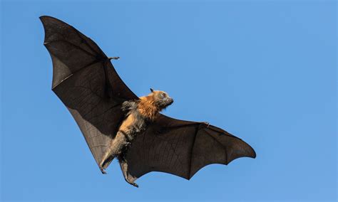 Grey Headed Flying Fox Queensland Trust For Nature