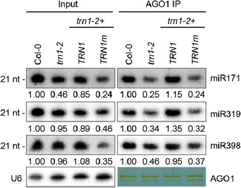 Trn M Is Unable To Rescue The Defective Association Of Mirna With Ago