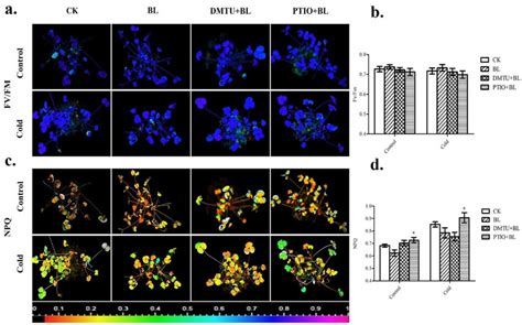 Chlorophyll Fluorescence Parameters Were Determined With An Imaging PAM