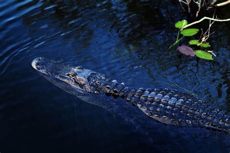 Alligators Allow Snouts to Get Frozen Poking out of Ice in N Carolina Park