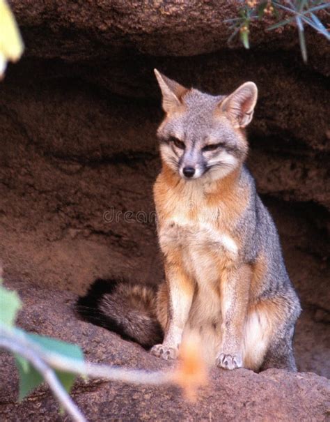 Gray Fox at Arizona-Sonora Desert Museum Stock Image - Image of ...