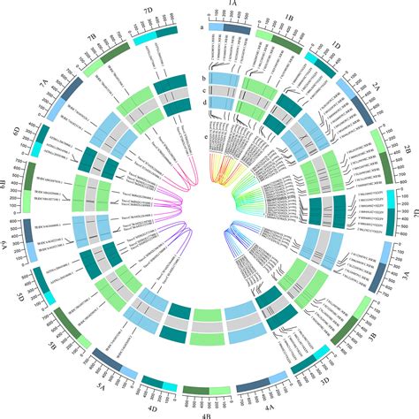 Frontiers | Genome-wide identification and expression analysis of the