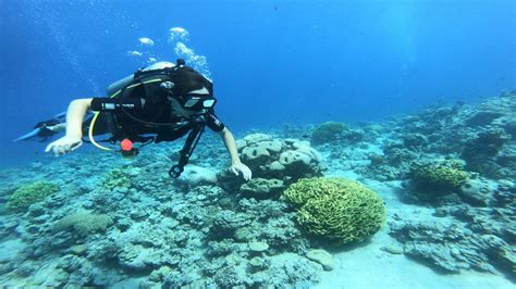 Buceo En El Mar Rojo Todo Lo Que Necesitas Saber