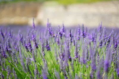 Cuándo plantar lavanda