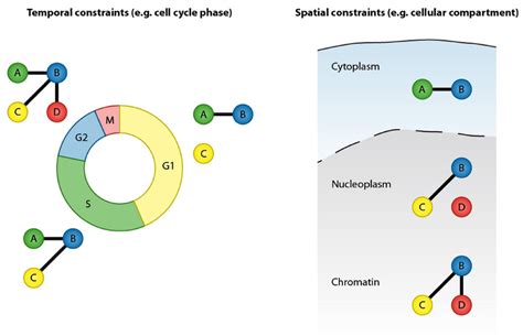 Protein Protein Interactions Are Defined By Temporal And Spatial