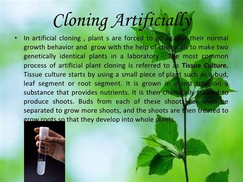 Cloning plants 03