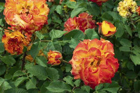 Yellow and orange Roses stock photo. Image of beauty - 170237938