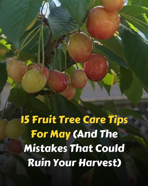 Bloom - 15 Fruit Tree Care Tips For May (And The Mistakes That Could