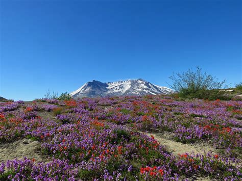 Loowit Falls Hike At Mt St Helens Nm In Washington Flickr