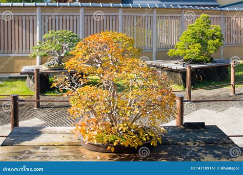 Japanese Bonsai Tree In Omiya Bonsai Village Stock Image Image Of