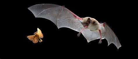 Echolocation Jamming Moths – Illinois Bat Conservation Program