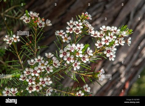 Wachsblume Chamelaucium Uncinatum Fotos Und Bildmaterial In Hoher