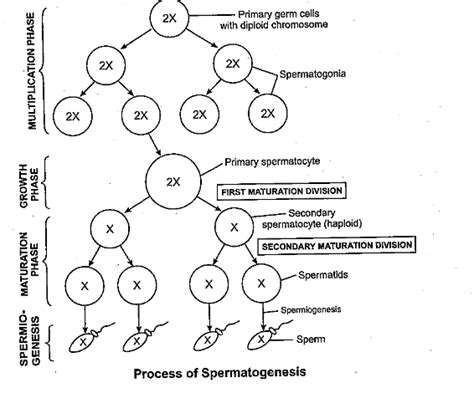 Explain the process of spermatogenesis in humans.