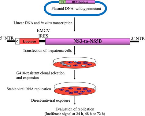 Frontiers Hcv Replicon Systems Workhorses Of Drug Discovery And