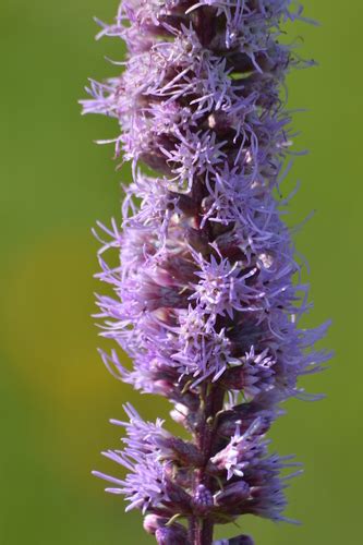 Dense Blazing Star TVA Worthington Cemetery Small Wild Area Organisms