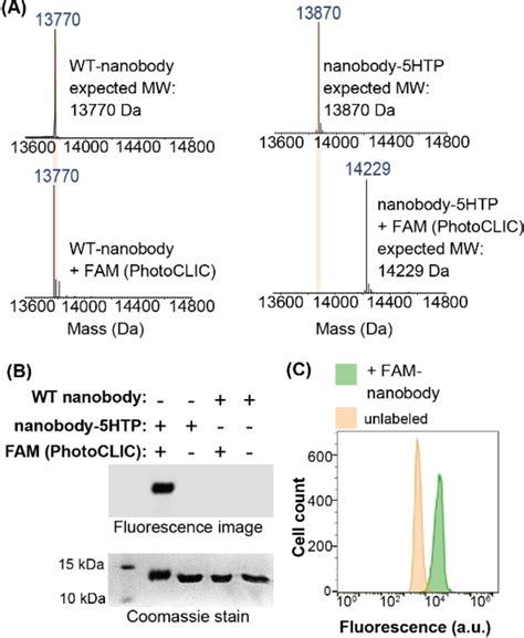 A Fluorophore Labeling Of AntiHer2 Nanobody Using PhotoCLIC MS