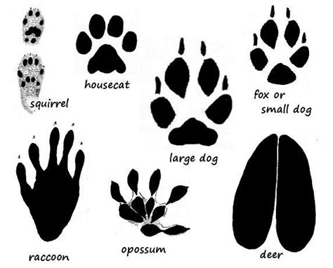 Animal Paw Print Guide