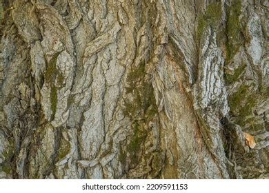 Closeup Aspen Tree Bark Stock Photo 2209591153 | Shutterstock