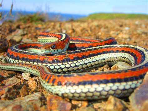 Creamsicle Morph San Francisco Garter Snake Thamnophis S Flickr