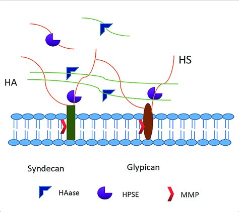 Degradation Of Glycocalyx Heparanase Directly Cleaves The Heparan