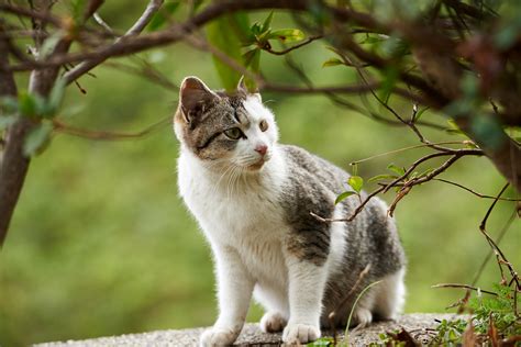 壁纸 性质 晶须 野猫 小猫 动物群 脊椎动物 猫像哺乳动物 中小型猫 国内短发猫 欧洲短毛 4000x2670