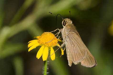 Ocola Skipper Panoquina Ocola Bugguide Net