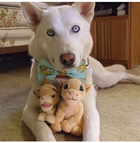 Perfect I Love Huskies And Lion King ️ I Need That Bow Tie 3 😍